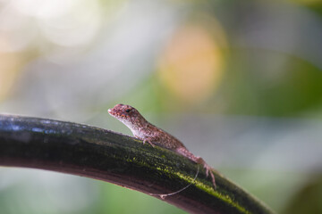 lizard on a tree