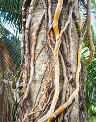 palm tree trunk with roots