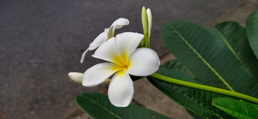 Obraz premium White plumeria blooming beside green leaves in Thai garden