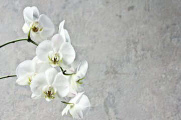 White orchid on a branch against a gray raw wall