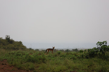 Jackal standing in field in Maasai Mara, Kenya, Africa
