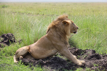 Fototapeta na wymiar Close up photo of side profile large male lion waking up from nap on African Serengeti grassland in Maasai Mara, Kenya 