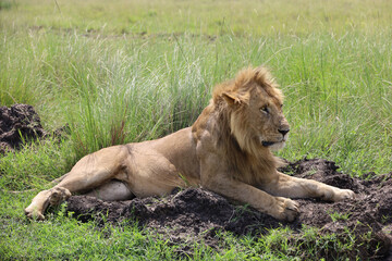 Close up photo of large male lion lying down resting on African Serengeti grassland in Maasai Mara, Kenya	