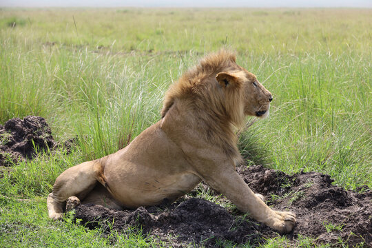 Close up photo of side profile large male lion waking up from nap on African Serengeti grassland in Maasai Mara, Kenya	