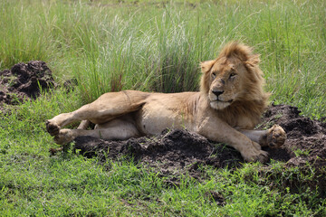 Close up photo of cute large male lion waking up from nap on African Serengeti grassland in Maasai Mara, Kenya	