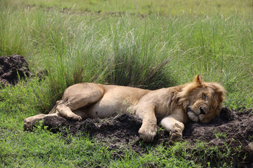 Close up photo of large male lion waking up from nap on African Serengeti grassland in Maasai Mara, Kenya	