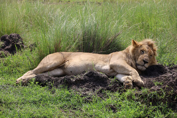 Obraz na płótnie Canvas Close up photo of large male lion waking up from nap on African Serengeti grassland in Maasai Mara, Kenya 
