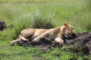 Fototapeta na wymiar Close up photo of large male lion waking up from nap on African Serengeti grassland in Maasai Mara, Kenya 