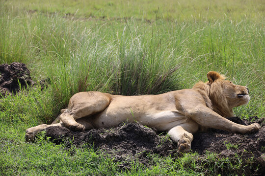 Close up photo of large male lion waking up from nap on African Serengeti grassland in Maasai Mara, Kenya	
