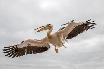 Fototapeta na wymiar Great White Pelican in flight