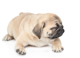 Unhappy pug puppy lies alone. isolated on white background