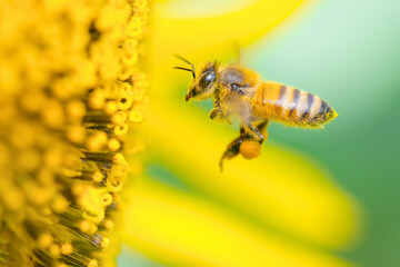 Honey Bee Pollinating on Sunflower