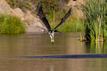 Obraz premium Osprey Fishing in Eleven Mile Canyon