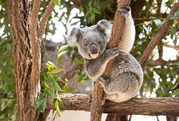 Koala Bear sitting in a tree looking face on - obrazy, fototapety, plakaty