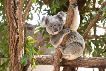 Poster Im Rahmen Koala-Bär sitzt in einem Baum und schaut mit dem Gesicht an © Fleur