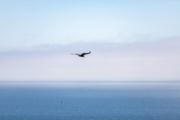 Fototapeta na wymiar Eagle Bird Soar over Pacific Ocean