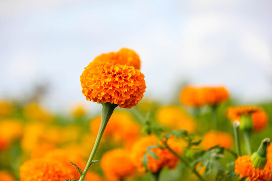 Beautiful gemitir flowers in the garden