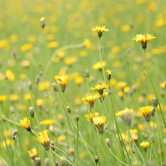 一面たんぽぽ　バックグラウンド