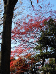 紅葉の日本庭園

