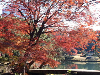 紅葉の日本庭園
