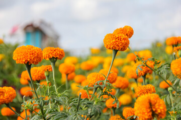 Beautiful gemitir flowers in the garden