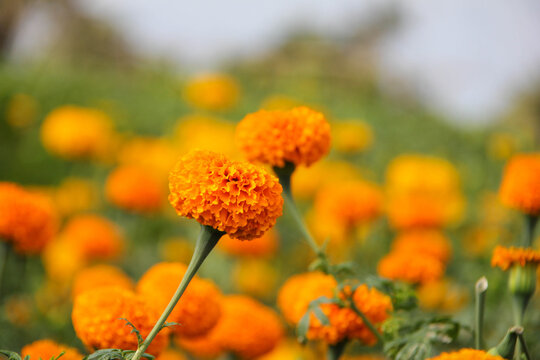 Beautiful gemitir flowers in the garden