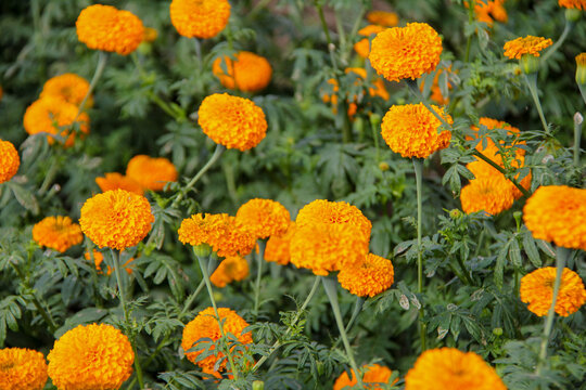 Beautiful gemitir flowers in the garden