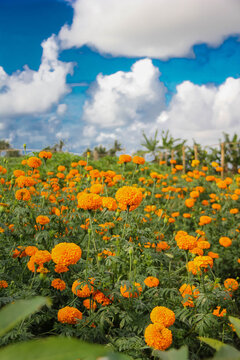 Beautiful gemitir flowers in the garden