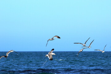 Fototapeta na wymiar gulls fly over the sea