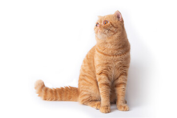 Cute scottish fold cat sitting while looking to something.