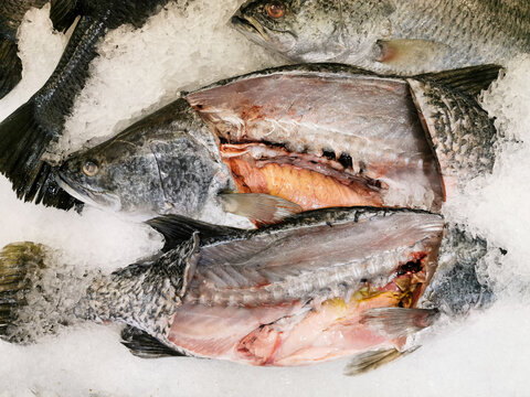 Sliced sea bass on​ crushed ice
