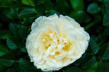 Single white rose petal in the garden.