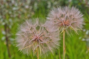 dandelion seed head