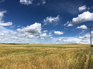 wheat field and blue sky