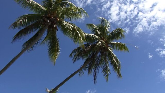 Leaning palm trees in Bora Bora, French Polynesia.