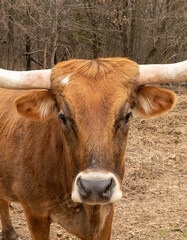 Texas longhorn head shot, standing in the field of a ranch with a backdrop of bare trees. She is a cow, and thats no bull.
