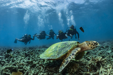 Fototapeta na wymiar Hawksbill turtle underwater on reef with scuba divers