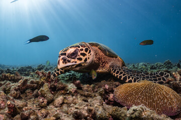 Obraz premium Hawksbill turtle underwater on reef scuba diving