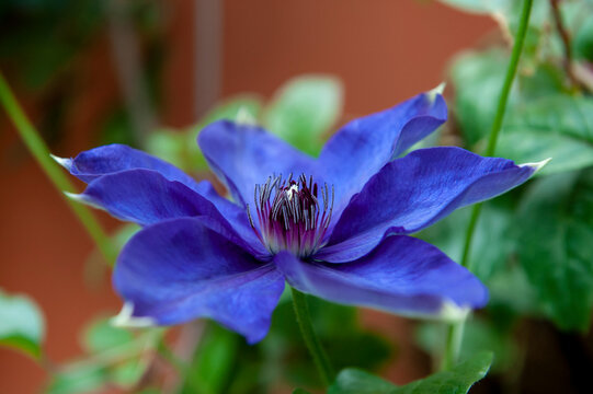 Purple Clematis patens (Kamila) flower.