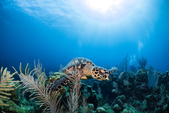 Hawksbill turtle underwater swimming on coral reef scuba diving
