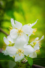 Twig with white jasmine flower in spring