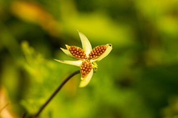 opened box with seeds of pansies. beauty in nature. High quality photo