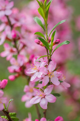 Flowering pink almonds
