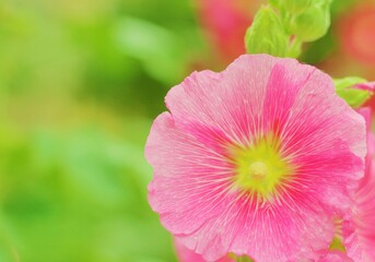 hermosa y grande alcea rosada en el jard&iacute;n con suave fondo verde desenfocado, rosal, rosa grande, bokeh, soft, vintage, pink, dreamy