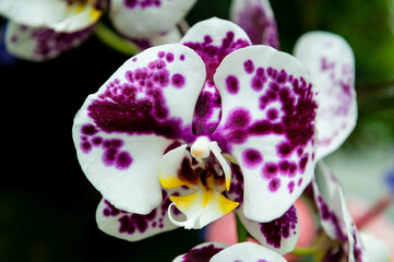 Harlequin Phalaenopsis. Orchid breeders have an eye for selecting stud plants that impart desirable...