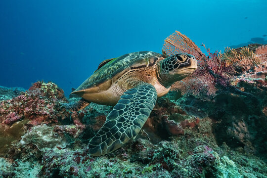 Green turtle underwater swimming on coral reef scuba diving