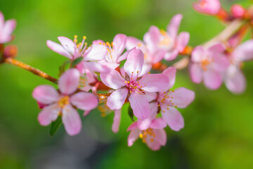 Flowering pink almonds