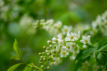 Branch of flowering bird cherry in white flowers