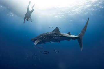 Obraz premium giant Whale shark swimming underwater with scuba divers