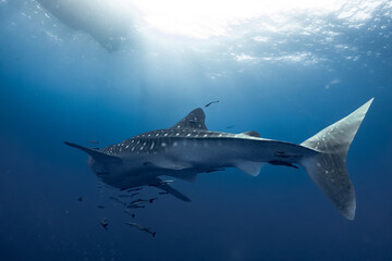 giant Whale shark swimming underwater with scuba divers